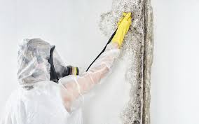 Best Emergency Mold Remediation  in Youngsville, NC